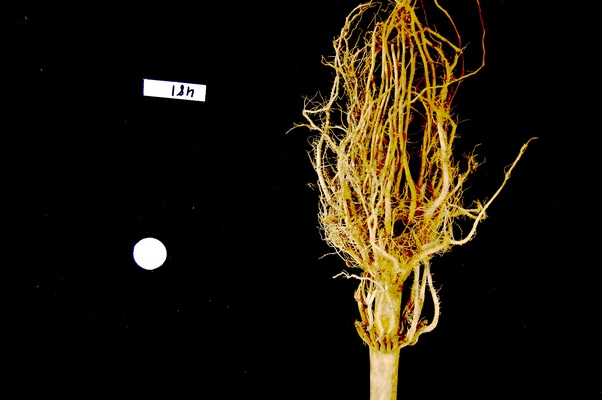 Thresholded root image